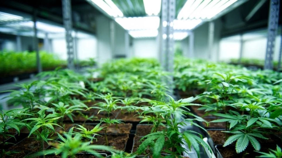 ΕΟΦ: Η κάνναβη δεν είναι φάρμακο πρώτης επιλογής, ελάχιστες οι θεραπευτικές χρήσεις της